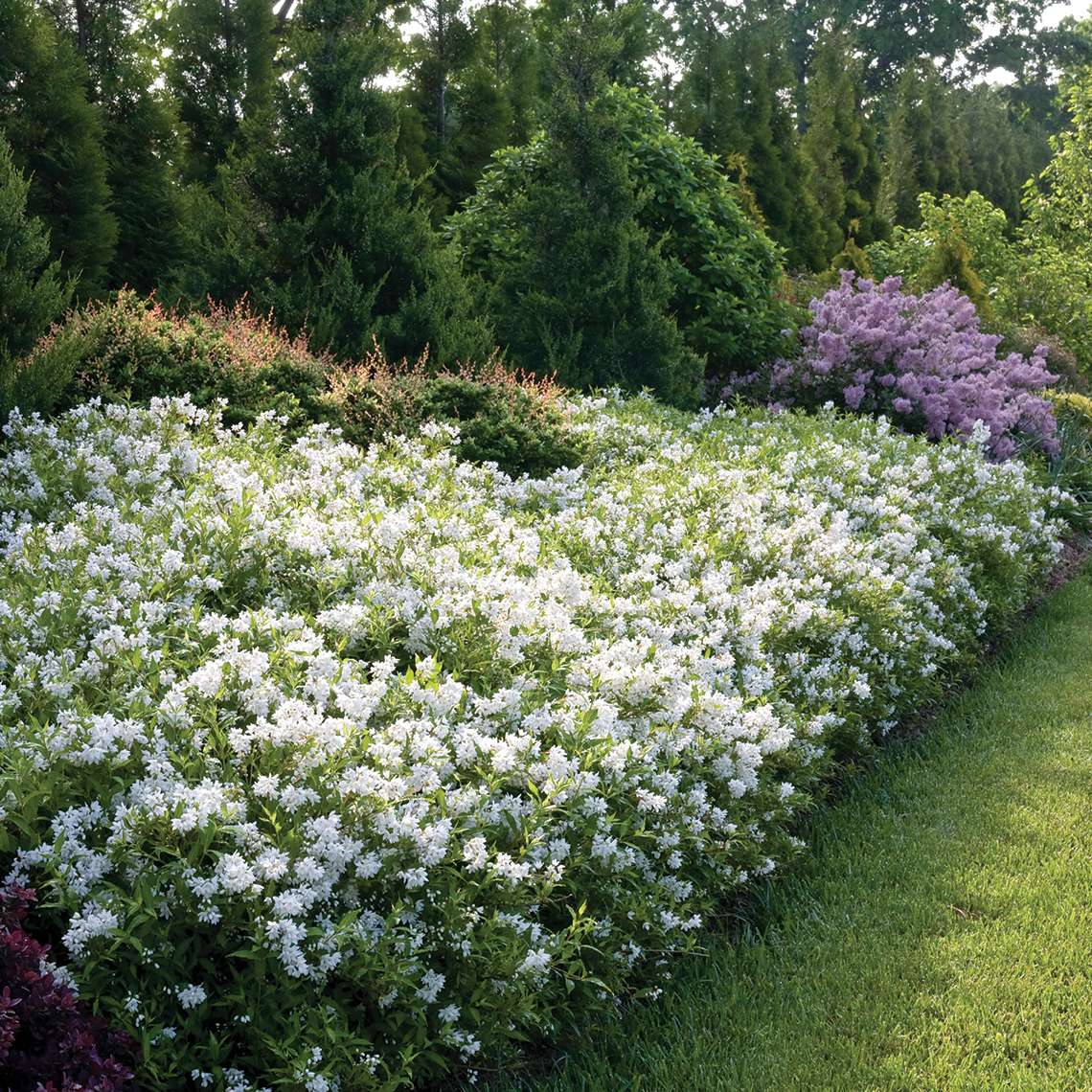 Heavy blooming Yuki Snowflake Deutzia in the landscape